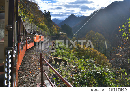 (富山県) 黒部渓谷鉄道 トロッコ電車からの眺望 野猿のお出迎え (富山県) 黒部渓谷鉄道 トロッコ電車からの眺望 野猿のお出迎え 96517690