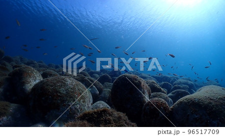 ダツと魚の群れ ダツと魚の群れ 96517709