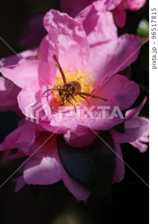 ツバキの花とスズメバチ 96517815