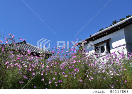 日高市・高麗本郷旧新井家住宅とコスモス 96517863