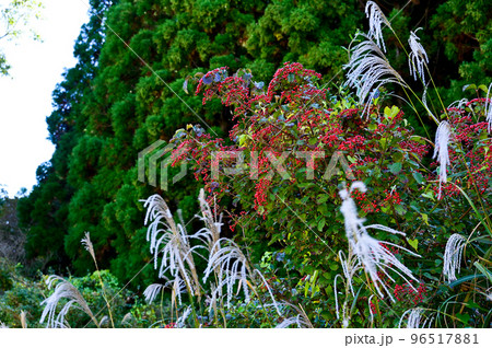 カンボクの実 96517881