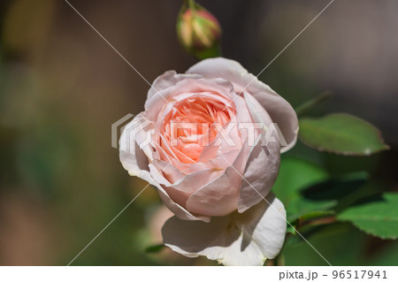 秋の薔薇　メルヘンツァウバー 96517941