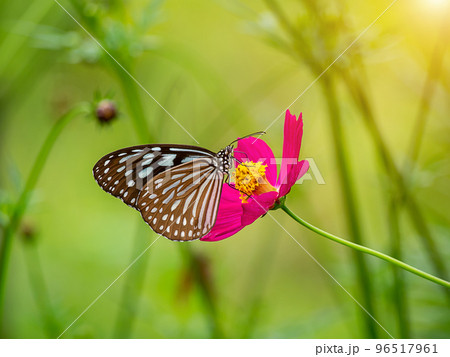 Close up butterfly on cosmos flower with blur background. Close up butterfly on cosmos flower with blur background. 96517961