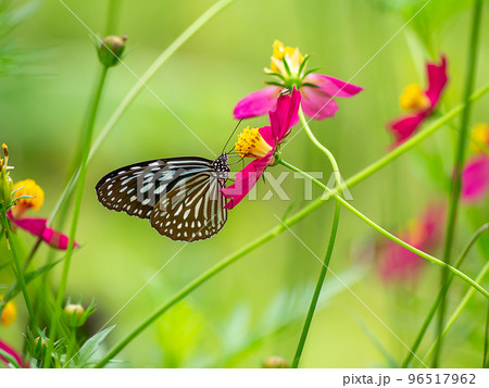 Close up butterfly on cosmos flower with blur background. 96517962