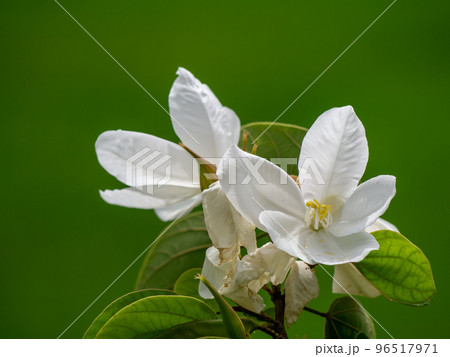Close up Snowy Orchid Tree, Orchid Tree flower. 96517971