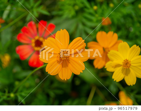 Cosmos flower with blur background. Cosmos flower with blur background. 96517979