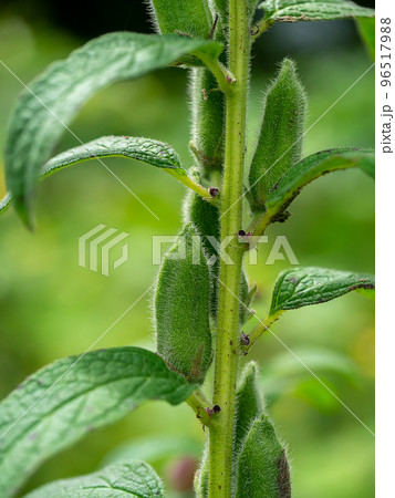 Close up raw sesame fruit on tree with blur background in the farm. 96517988