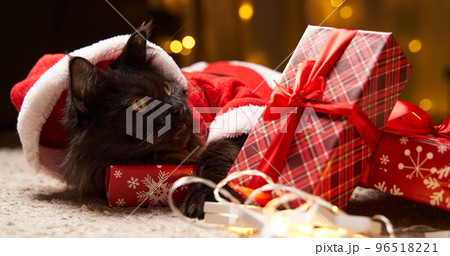 Black maine coon cat in Santa Claus costume lies on the floor with gift. 96518221