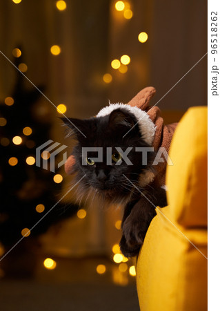 Black maine coon cat in deer suit on sofa against background of Christmas tree. 96518262
