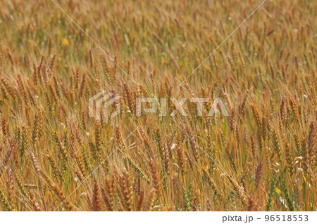 麦畑 96518553