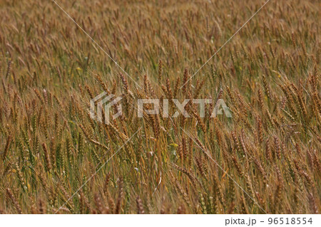 麦畑 96518554