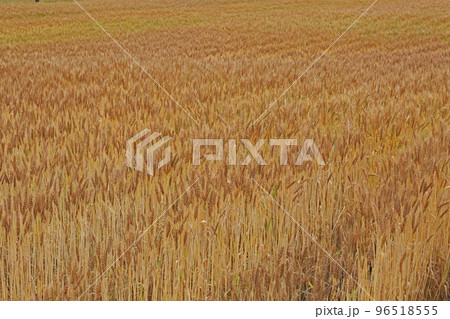 麦畑 麦畑 96518555