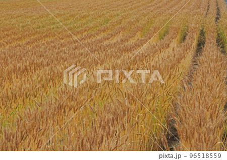麦畑 96518559