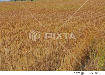 麦畑 麦畑 96518560