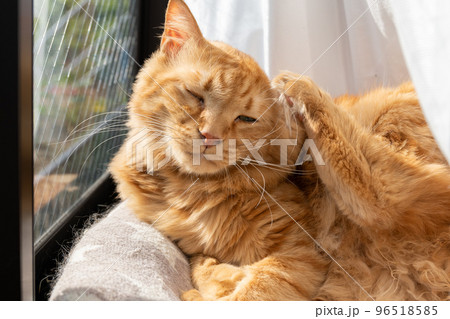 毛繕いをする猫　茶トラ猫 96518585