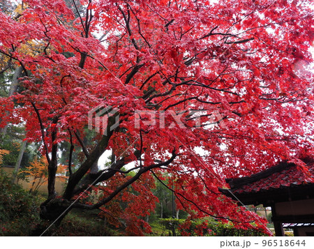 京都 栄摂院の紅葉 京都 栄摂院の紅葉 96518644