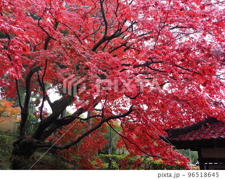 京都 栄摂院の紅葉 京都 栄摂院の紅葉 96518645