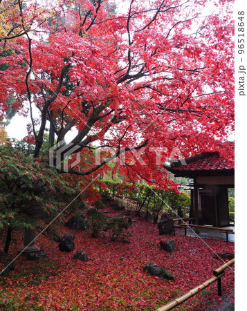 京都 栄摂院の紅葉 京都 栄摂院の紅葉 96518648
