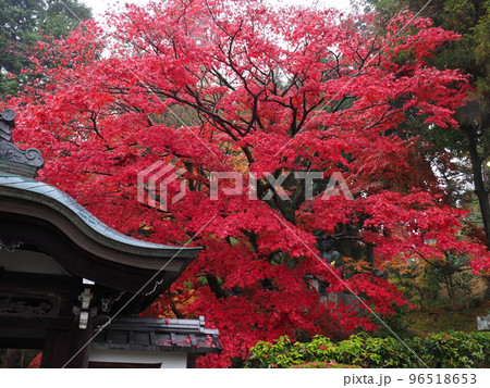 京都　栄摂院の紅葉 96518653