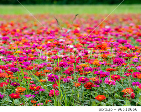 金鶏菊 ジャノメソウ 蛇の目草 96518666