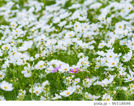 金鶏菊 ジャノメソウ 蛇の目草 96518696