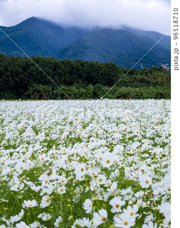 金鶏菊 ジャノメソウ 蛇の目草 96518710