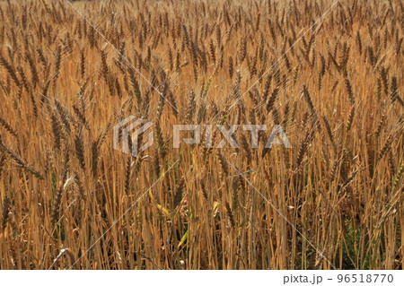 麦畑 麦畑 96518770