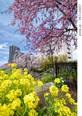 多摩川の堤防の菜の花とサクラ 96518897