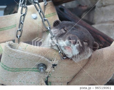 コツメカワウソ in atoa 96519061