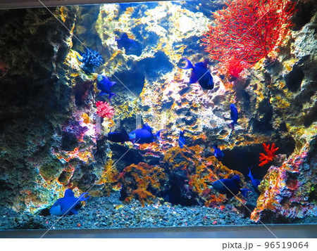 魚 in atoa 96519064