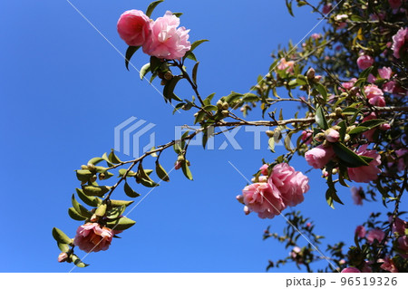 青空に映える、サザンカ 青空に映える、サザンカ 96519326