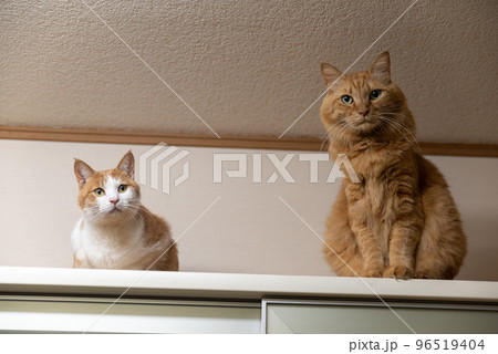 座る二匹の猫 96519404