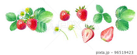 イチゴの水彩イラスト。花、葉、果実のパーツセット 96519423