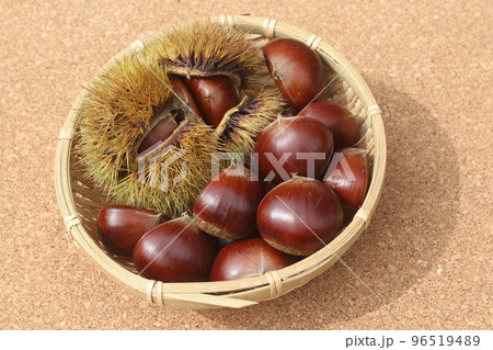 イガの中の、茶色の大きな栗の実 イガの中の、茶色の大きな栗の実 96519489