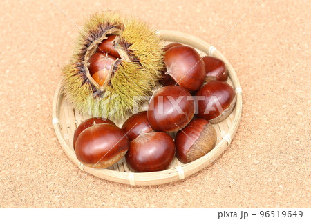 イガの中の、茶色の大きな栗の実 96519649
