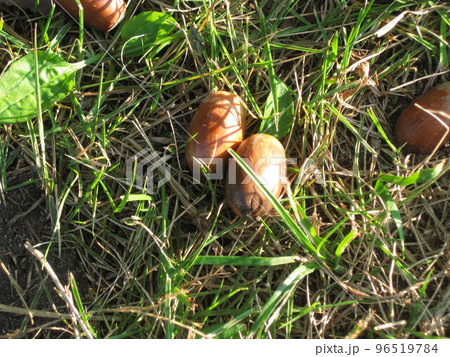 どんぐりさんの写真です。 96519784