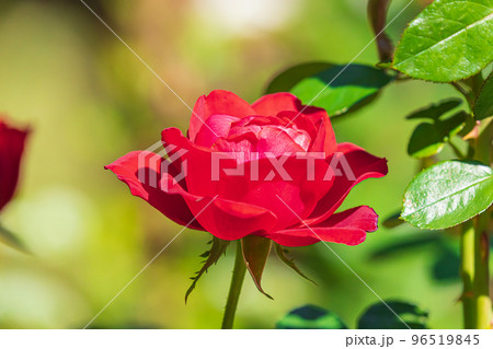 秋の薔薇　ティアーモ 96519845