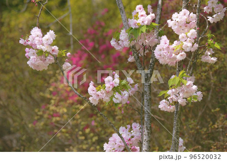 八重桜 96520032