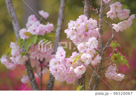 八重桜 96520067