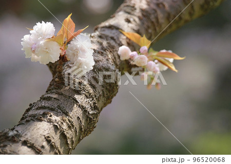 八重桜 96520068