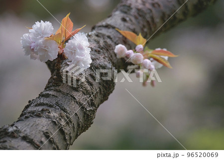 八重桜 96520069