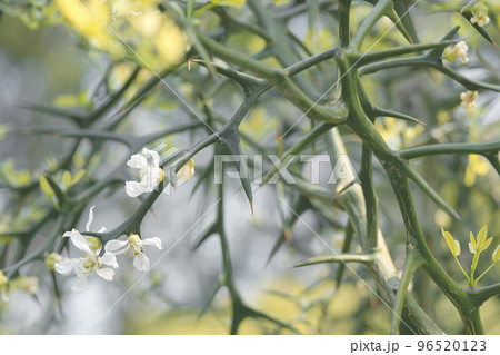 カラタチ カラタチ 96520123