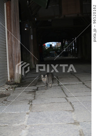松山 石手寺の猫 松山 石手寺の猫 96520162