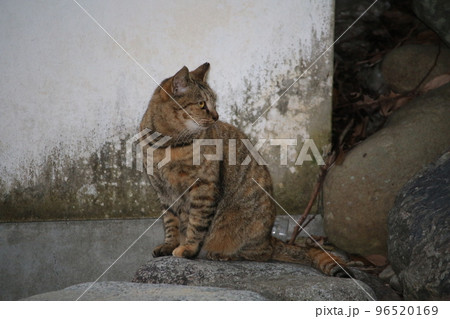 松山 石手寺の猫 松山 石手寺の猫 96520169