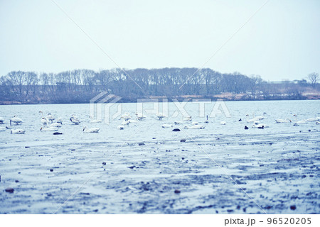 木曽川河畔のコハクチョウ 96520205