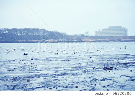 木曽川河畔のコハクチョウ 96520206