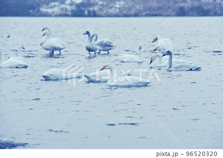 木曽川河畔のコハクチョウ 木曽川河畔のコハクチョウ 96520320
