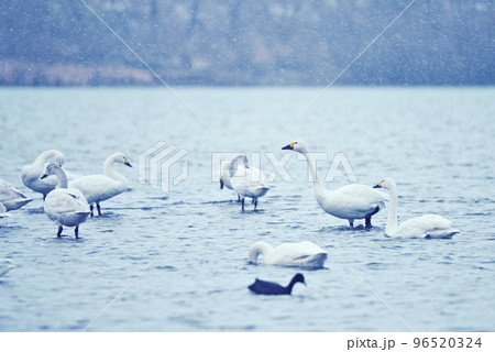 木曽川河畔のコハクチョウ 96520324
