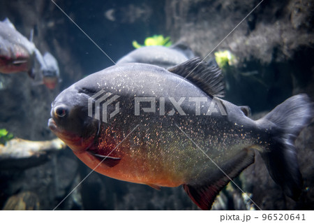 Piranha in a river 96520641