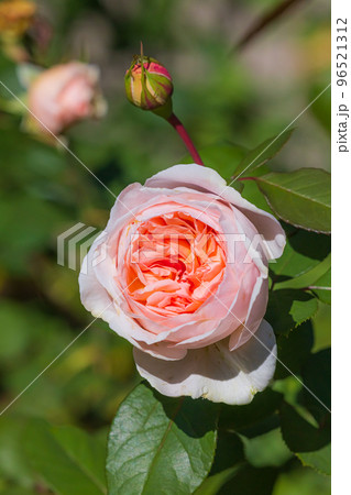 秋の薔薇　メルヘンツァウバー 96521312